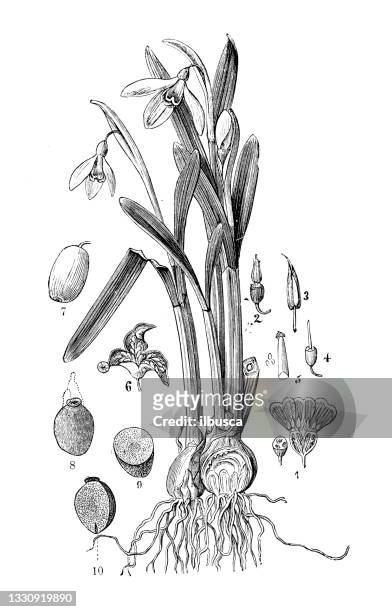antique botany illustration: galanthus nivalis, snowdrop - snowdrop stock illustrations