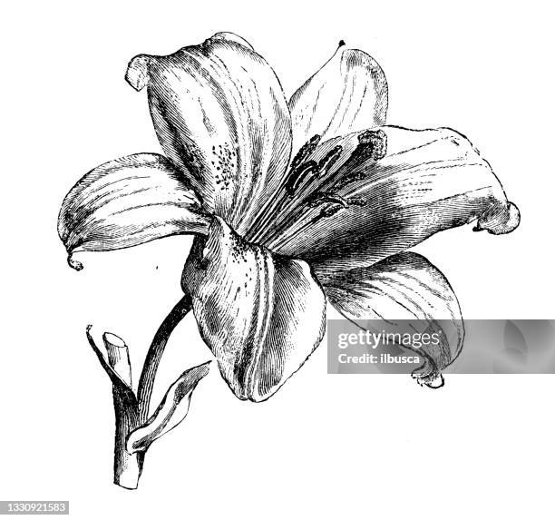 antique botany illustration: lily - lily illustration stock illustrations