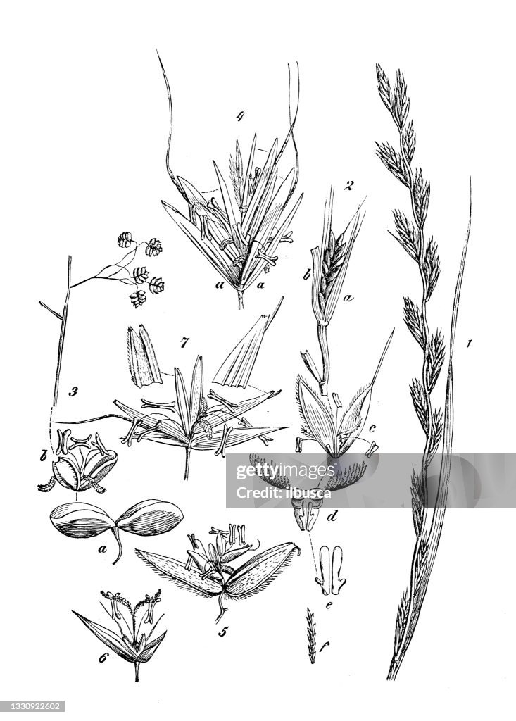 Antique botany illustration: Anthoxanthum odoratum, sweet vernal grass