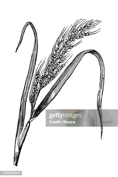 323点の稲イラスト素材 Getty Images 323点の稲イラスト素材 Getty Images