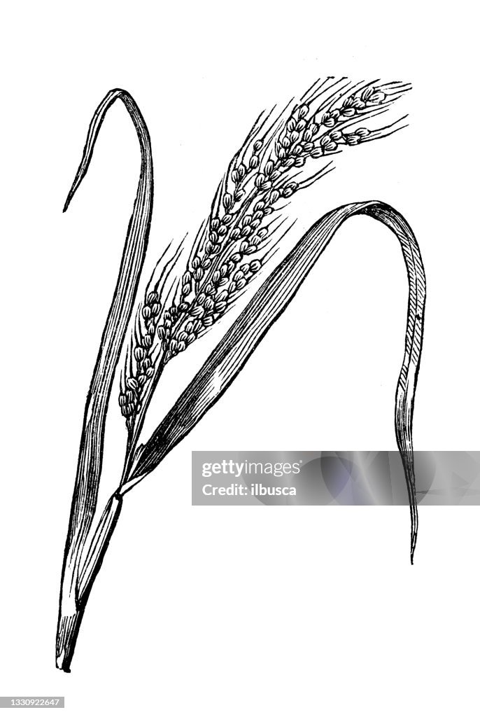 Antique botany illustration: Oryza sativa, Asian rice