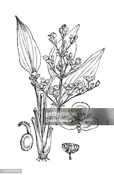 antique botany illustration: alisma plantago-aquatica, european water-plantain - plantago lanceolata stock illustrations