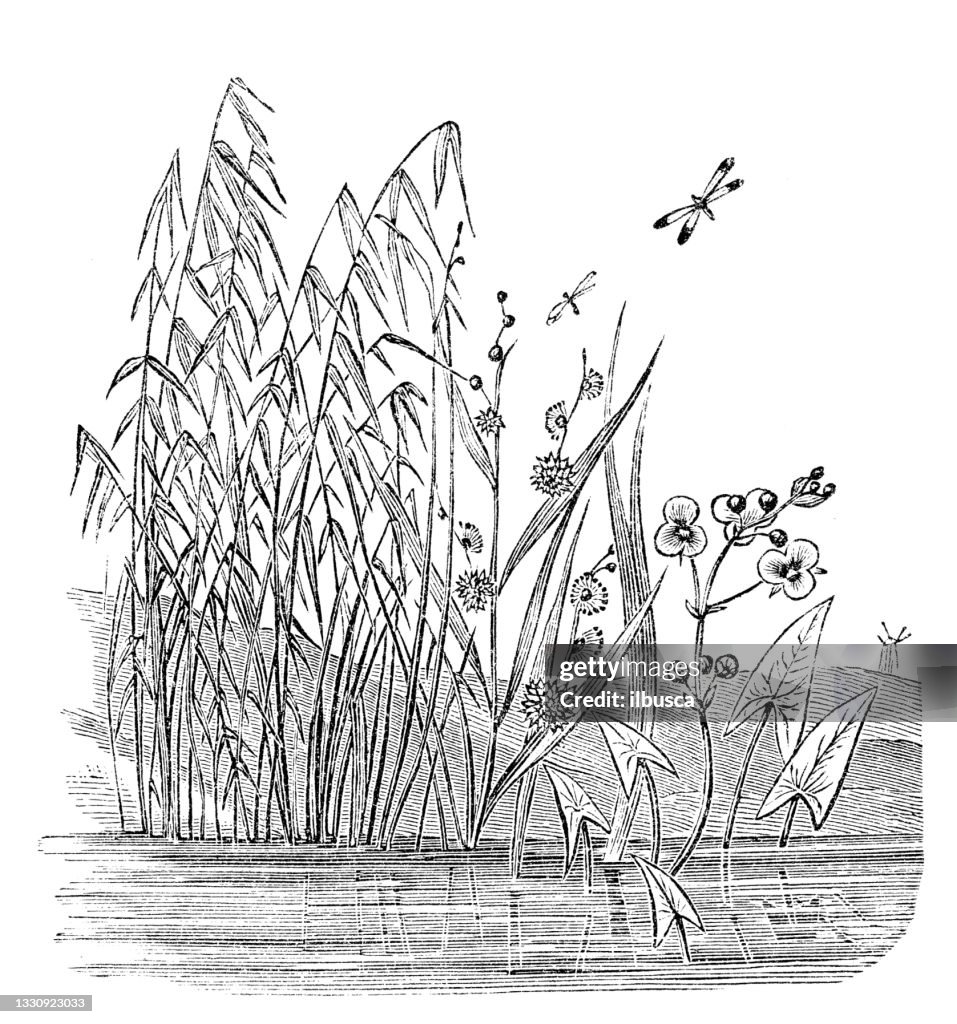 Antique botany illustration: Sagittaria sagittifolia, arrowhead