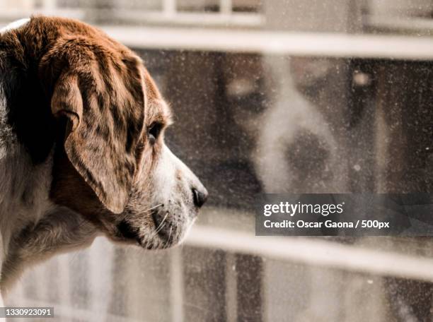 close-up of beagle looking away,colombia - purebred dog stock pictures, royalty-free photos & images