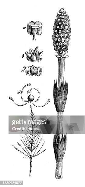 アンティーク植物学のイラスト:エクイセタム・アルベンス、ホーステール - 藺草点のイラスト素材／クリップアート素材／マンガ素材／アイコン素材