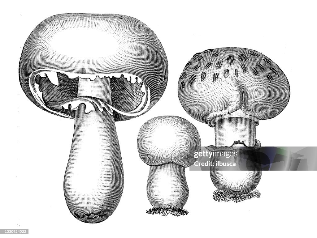 Antique botany illustration: Agaricus campestris, Field mushroom, Champignon