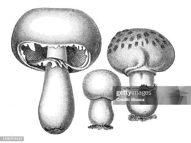 antique botany illustration: agaricus campestris, field mushroom, champignon - agaricus silvaticus stock illustrations