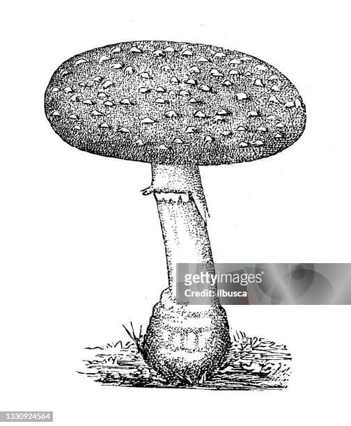 ilustraciones, imágenes clip art, dibujos animados e iconos de stock de ilustración botánica antigua: amanita muscaria, mosca agárica - poisonous mushroom