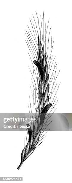 antique botany illustration: claviceps purpurea, ergot fungus on rye - claviceps purpurea stock illustrations