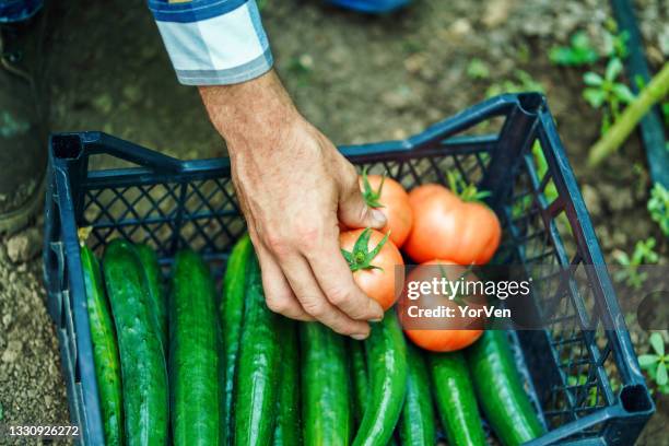 jardinier masculin travaillant à la serre de légumes - cucumber photos et images de collection