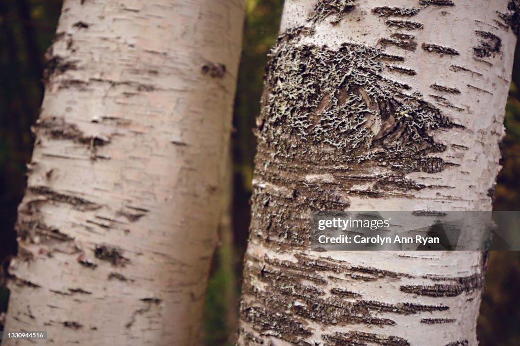 White Birch Tree Trunk