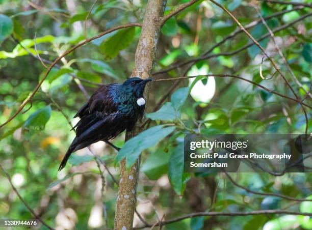 tui (prosthemadera novaeseelandiae) - tui bird stock pictures, royalty-free photos & images