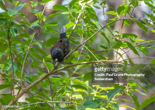 tui (prosthemadera novaeseelandiae) - tui bird stock pictures, royalty-free photos & images