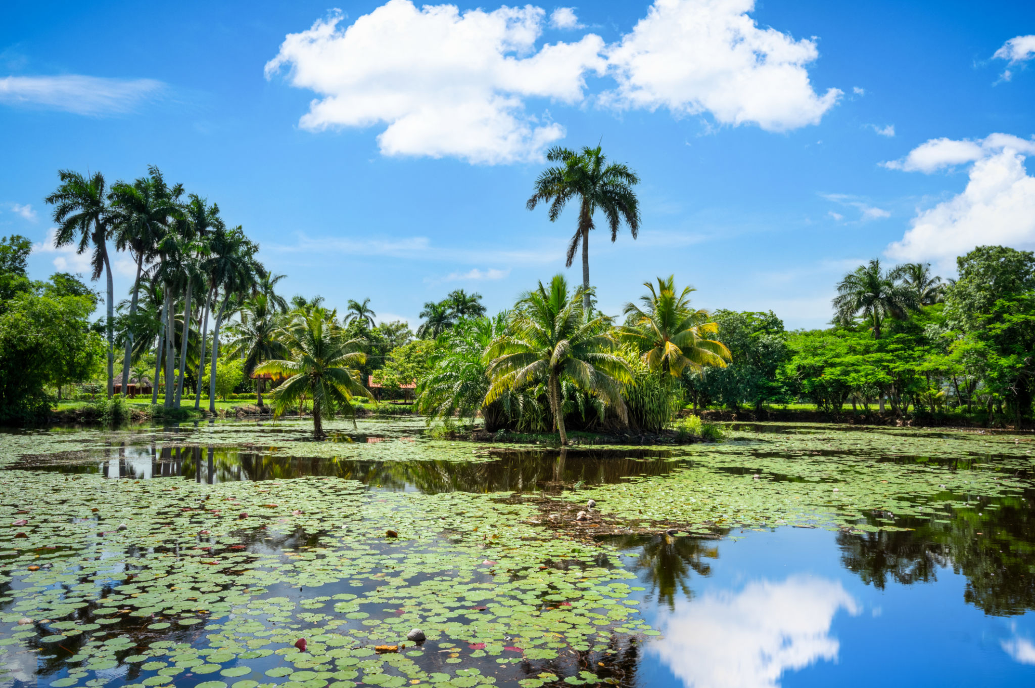 cuban wildlife