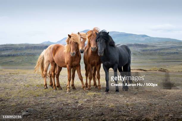 portrait of horses standing on field against sky,iceland - iceland horse stock pictures, royalty-free photos & images