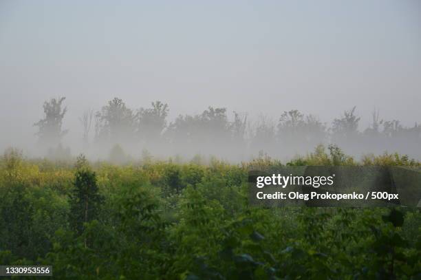 trees on field against sky - oleg prokopenko fotografías e imágenes de stock