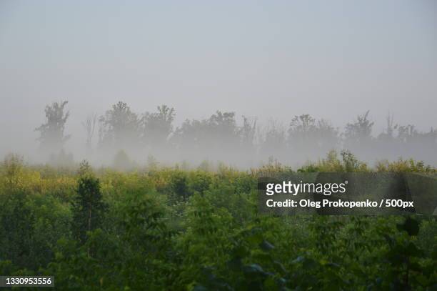 trees on field against sky - oleg prokopenko stock pictures, royalty-free photos & images