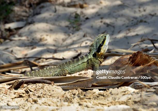 close-up of iguana on sand at beach,brunswick heads,new south wales,australia - brunswick heads nsw stock pictures, royalty-free photos & images