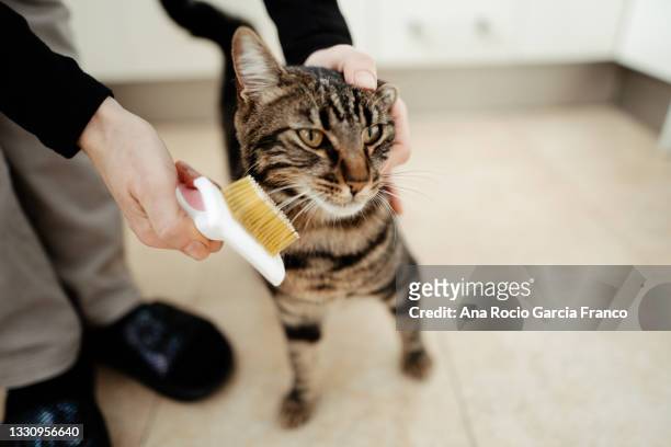 a tabby cat being brushed - combing fotografías e imágenes de stock