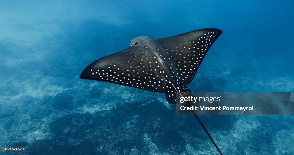 Spotted Eagle Ray (Aetobatus narinari)