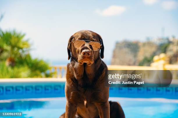 cool chocolate labrador dog in sunglasses by the pool - labrador retriever - fotografias e filmes do acervo