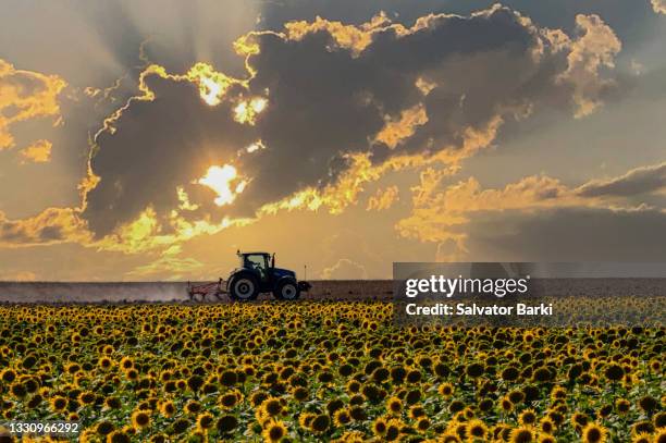 sunflower fields in thrace, turkey - semilla de girasol fotografías e imágenes de stock