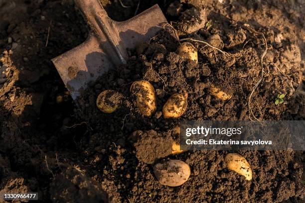 digging potatoes with a shovel. close-up. - rå potatis bildbanksfoton och bilder