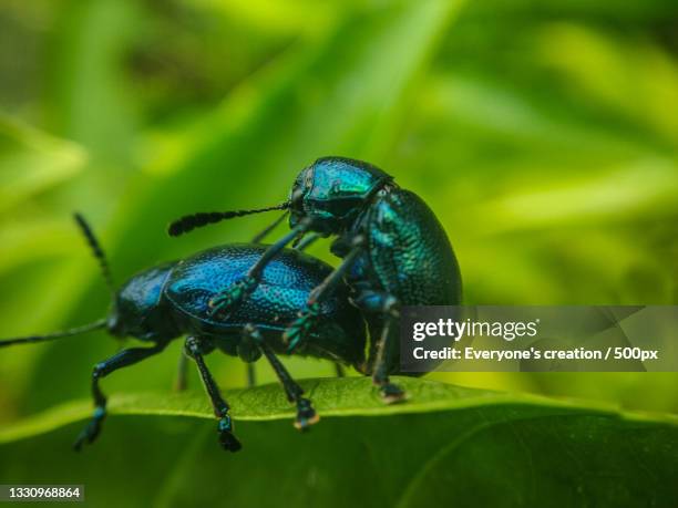 Bhoili Insect 15 Bhilai Stock Photos, High-Res Pictures, and Images - Getty Images