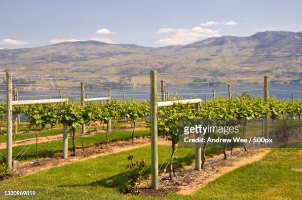 scenic view of vineyard against sky,kelowna,british columbia,canada - kelowna stock pictures, royalty-free photos & images