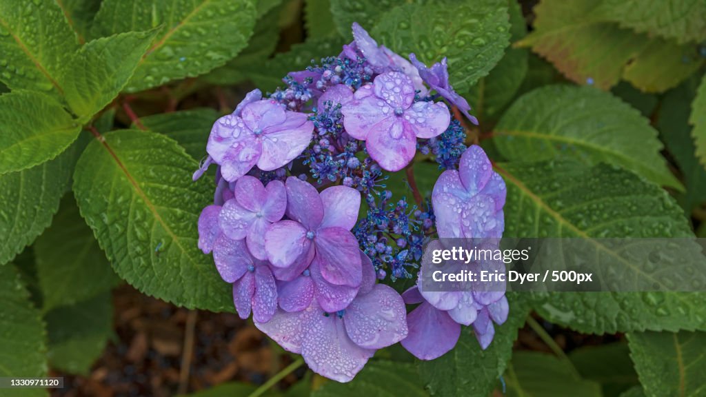 Close-up of wet purple flowering plant,Trumbull,United States,USA