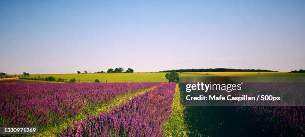 scenic view of field against clear sky,broadway,united kingdom,uk - broadway worcestershire stock-fotos und bilder