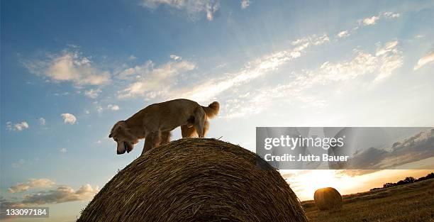 golden retriever on bale of hay at sunset - jutta bauer stock pictures, royalty-free photos & images