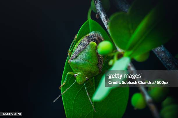 close-up of insect on plant against black background,india - subhash chandra stock pictures, royalty-free photos & images