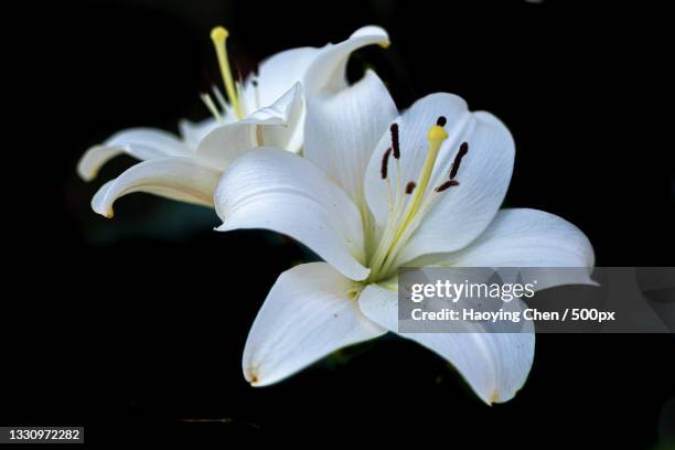 close-up of white flower against black background,reston,virginia,united states,usa - reston stock pictures, royalty-free photos & images