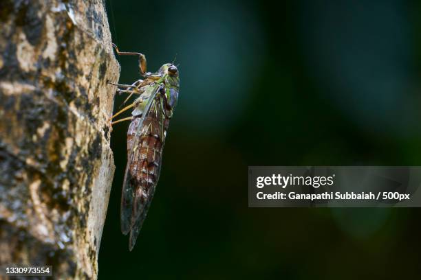 Nathi Insect Ganapathy Photos and Premium High Res Pictures - Getty Images