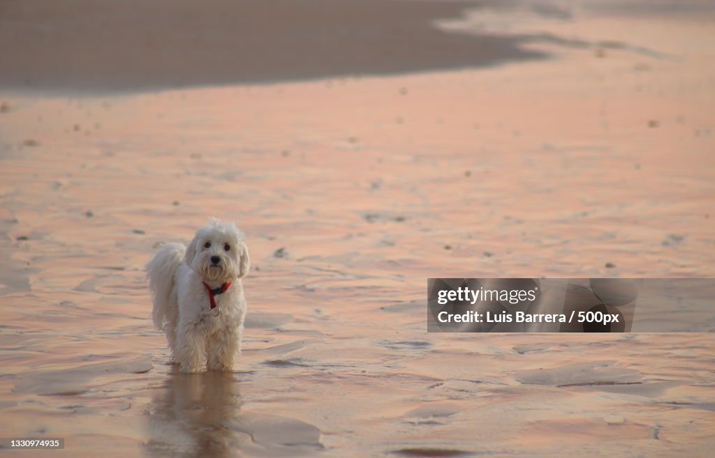 Portrait of maltese lap purebred dog in sea