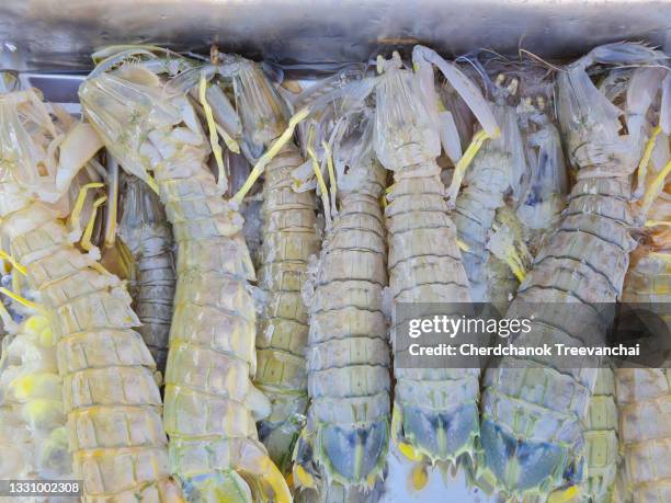 freshness mantis shrimps, seafood - mantis shrimp stock pictures, royalty-free photos & images
