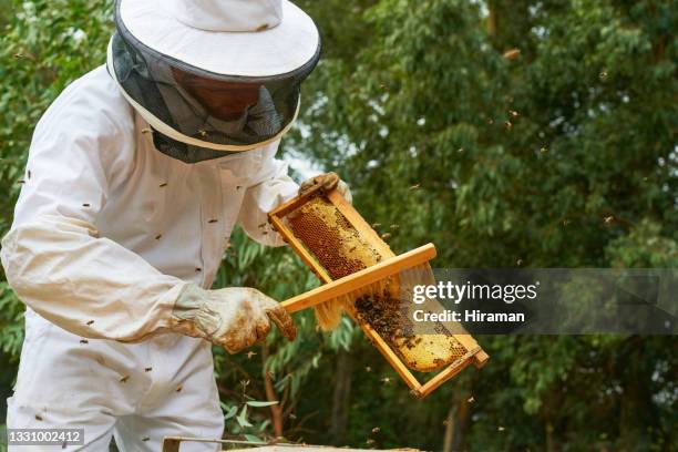 shot of a man working with a hive frame on a farm - beekeeper stock pictures, royalty-free photos & images