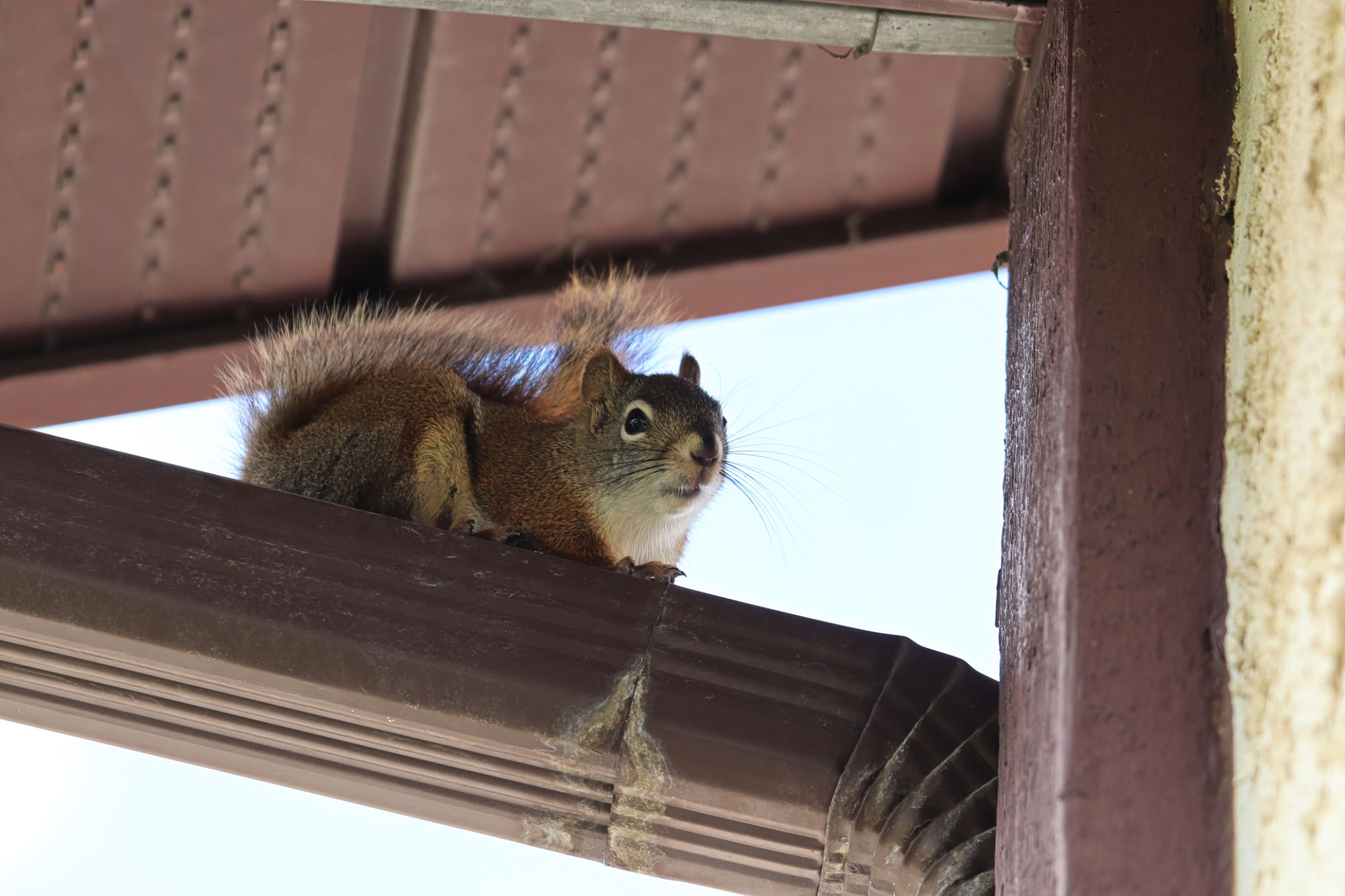 Closeup of a squirrel ontop of an eavestrough Closeup of a squirrel ontop of an eavestrough