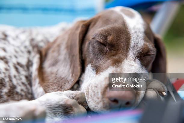 german shorthaired pointer puppy relaxing on chair during camping in summer - pointer dog stock pictures, royalty-free photos & images