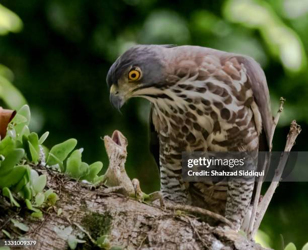 crested goshawk - singapore - animal's crest stock pictures, royalty-free photos & images