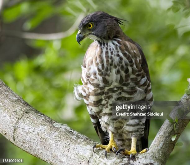 crested goshawk - singapore - goshawk fotografías e imágenes de stock