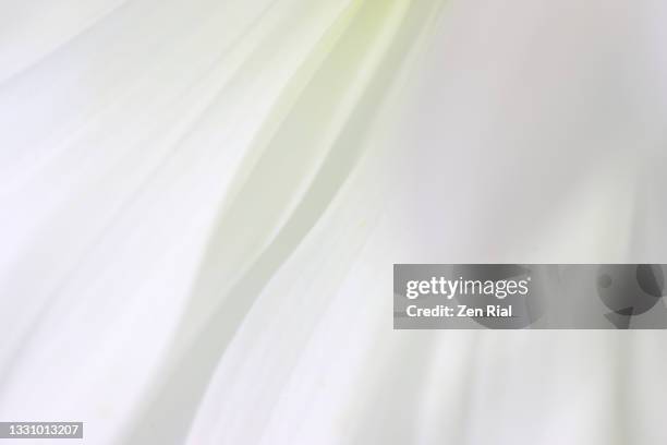 close up of white daisy petals backlit and under water in full frame - pureté photos et images de collection