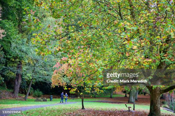 autumn trees at te koutu domain - cambridge new zealand stock pictures, royalty-free photos & images