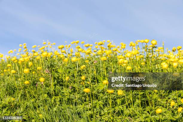 globe flowers (trollius europaeus) on a meadow - buttercup stock pictures, royalty-free photos & images