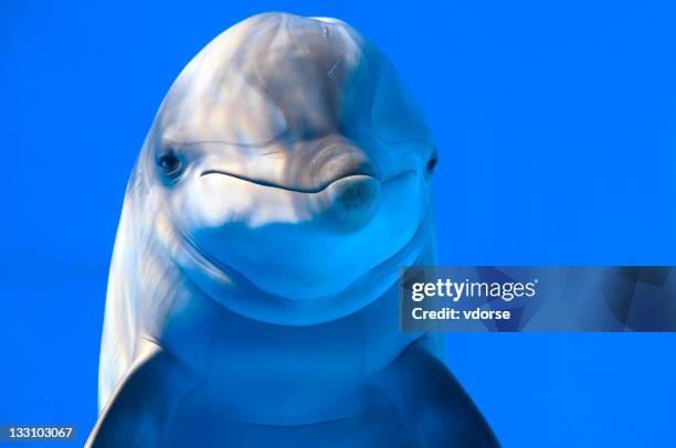 dolphin in aquarium of barcelona - dolfijn stockfoto's en -beelden