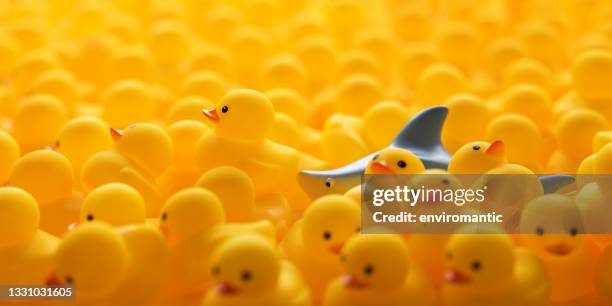 ferocious rubber chasing a yellow rubber duck within a large group of yellow rubber ducks that are fleeing the shark. - shark attack stock pictures, royalty-free photos & images