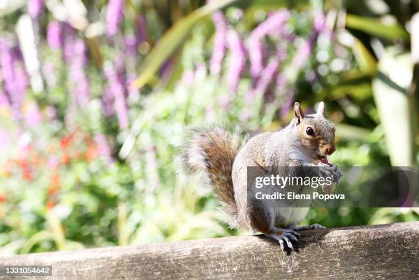 cute squirrel eating peanut against blurred garden background - grey squirrel stock pictures, royalty-free photos & images