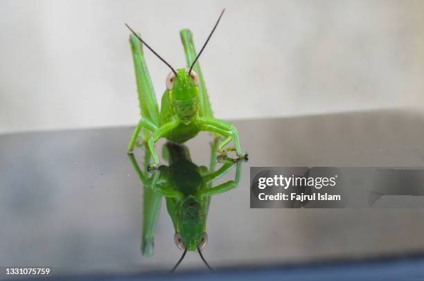 green grasshopper hanging on the leaf against green background - grasshopper stock pictures, royalty-free photos & images