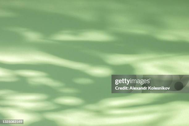 trees branch and leaf with shadow on green paper background. place for text, copy space, top view - reflexo efeito de luz - fotografias e filmes do acervo